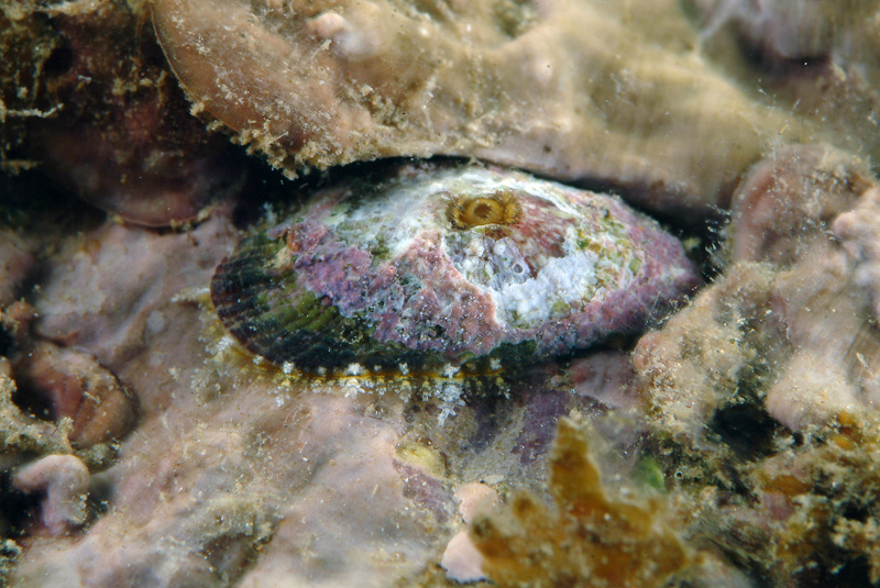 Diodora sp.